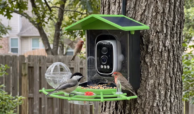 chirpwatch bird feeder camera with birds visiting