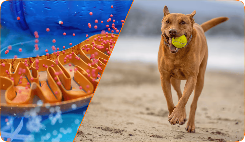 dog running on beach with ball