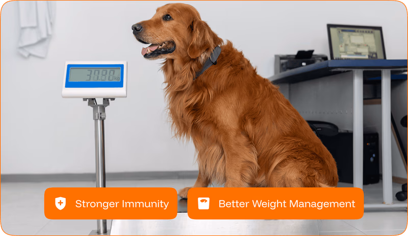 golden retriever on a scale