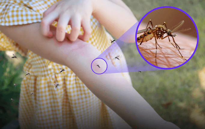 mosquitoes biting arm with close up of mosquito on skin