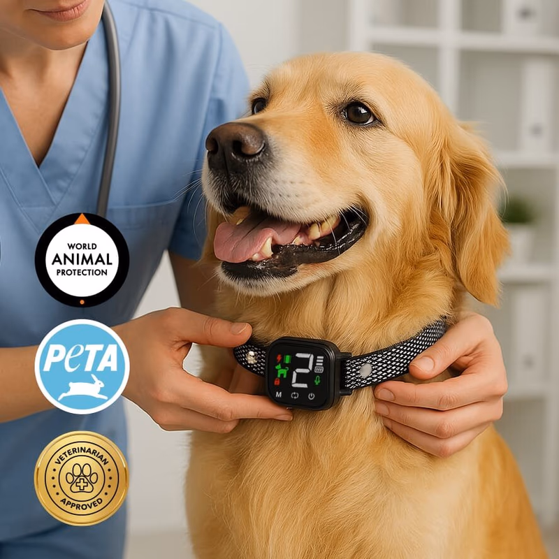 noobark anti bark collar on a dog